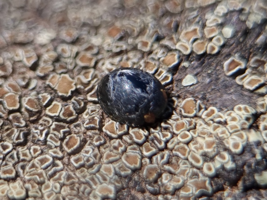 Parexochomus nigromaculatus - egyszínű szerecsenkata