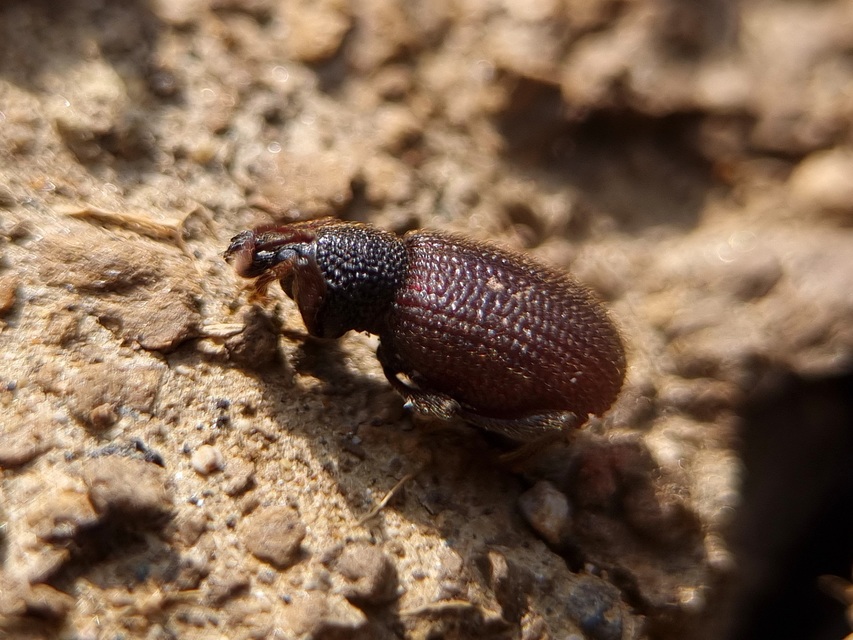 Otiorhynchus rugosostriatus - szamóca-gyalogormányos