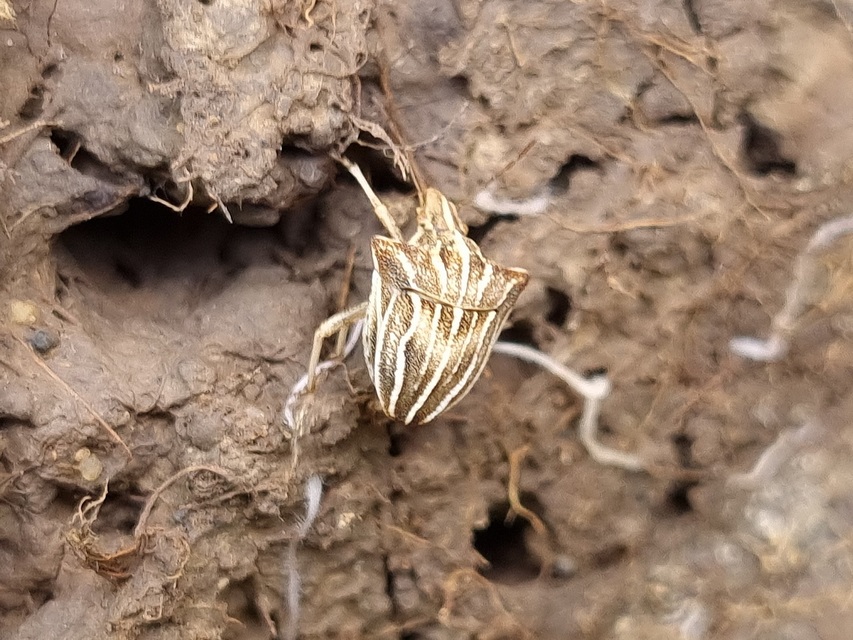 Ancyrosoma leucogrammes - vállas poloska