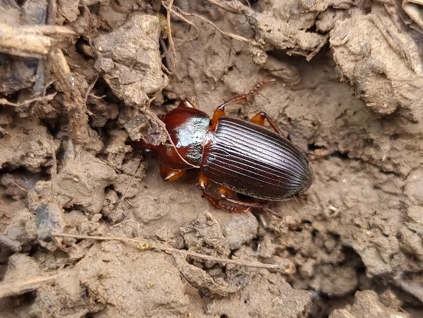 Harpalus hospes - változékony lomhafutó
