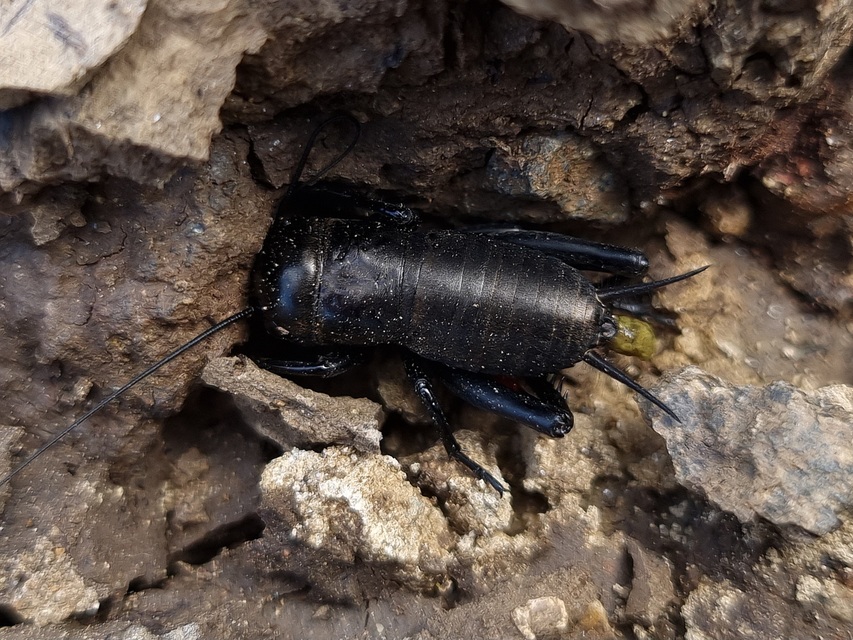 Gryllus campestris - mezei tücsök