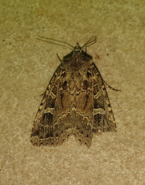 Naenia typica - hálózatos sóskabagoly