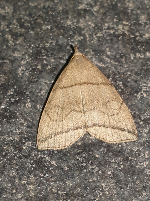 Herminia grisealis - ligeti karcsúbagoly