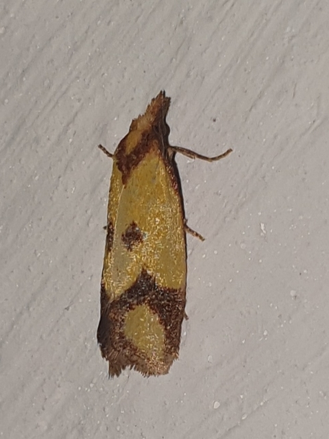 Agapeta zoegana - barnacsíkos sárgamoly