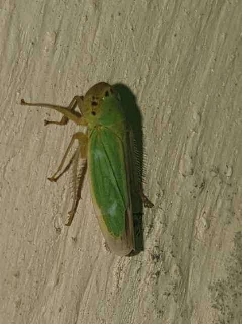 Cicadella viridis - méregzöld kabóca
