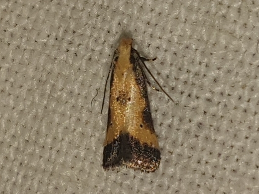 Brachmia dimidiella - citromkocsord-lápimoly