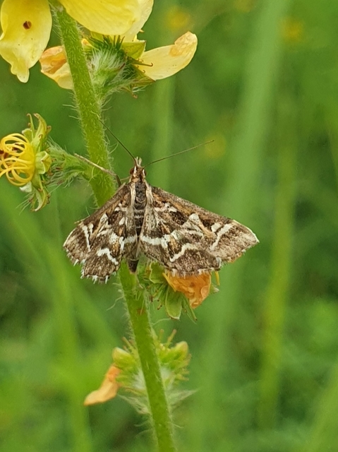 Diasemia reticularis - betűmintás tűzmoly