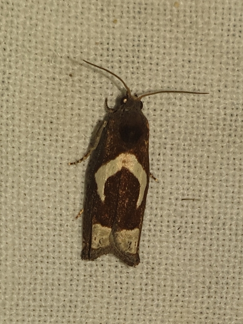 Epiblema foenella - kampósfoltú tükrösmoly