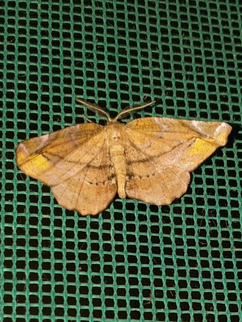 Apeira syringaria - orgona-araszoló