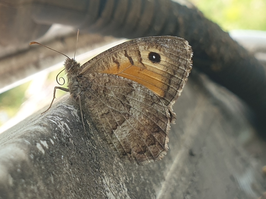 Arethusana arethusa - közönséges szemeslepke