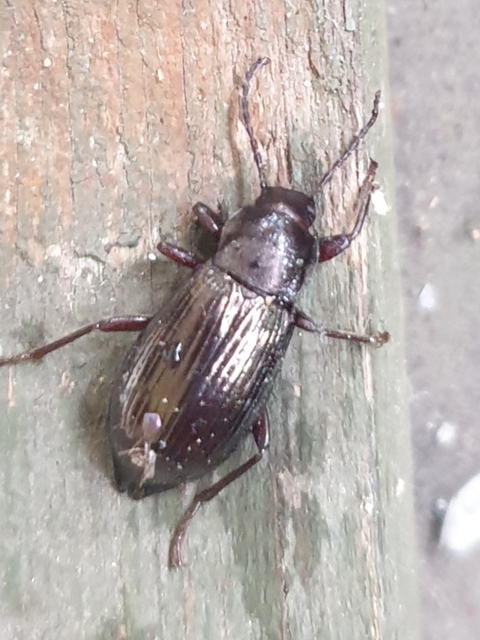 Stenomax aeneus - bronzos gyászbogár