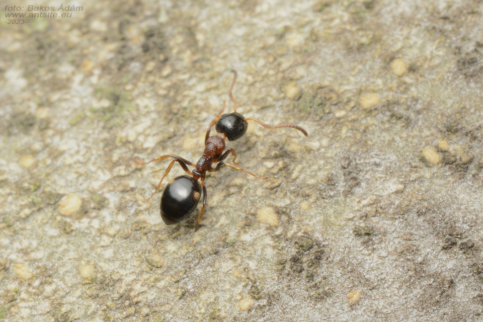 Dolichoderus quadripunctatus - négypettyes erdeihangya