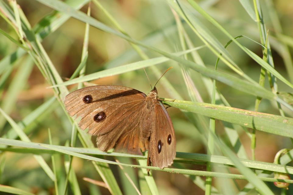 Minois dryas - fekete szemeslepke