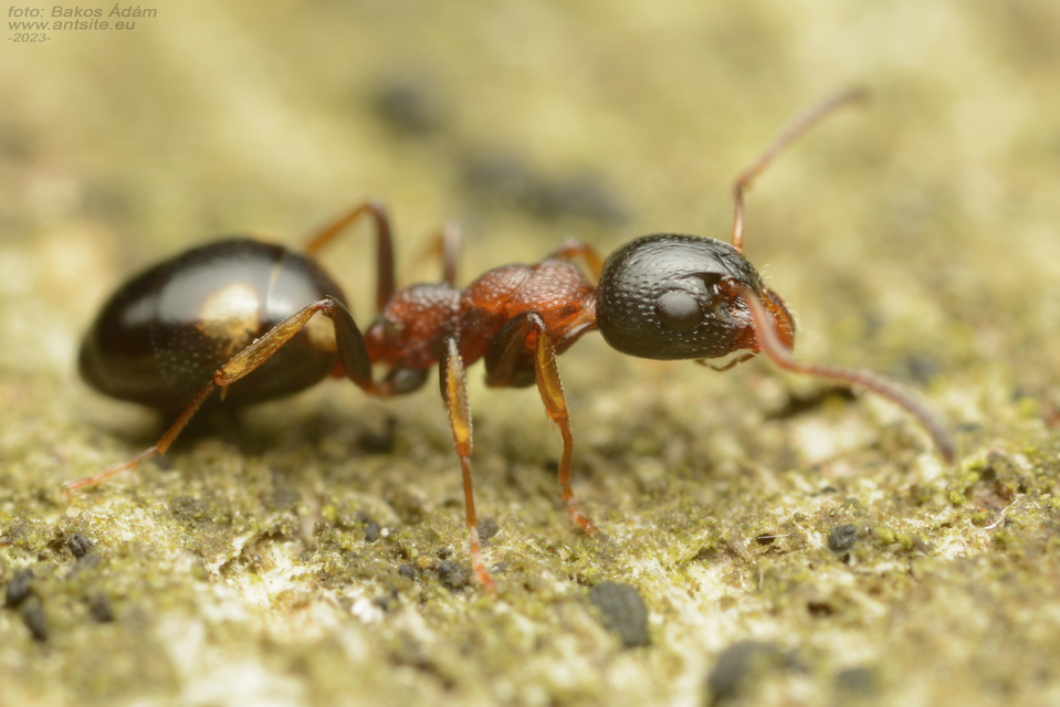 Dolichoderus quadripunctatus - négypettyes erdeihangya