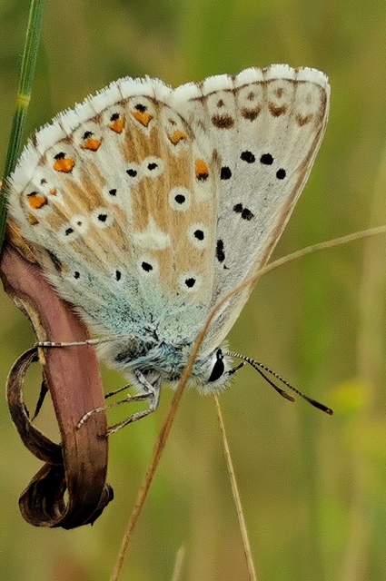 Polyommatus coridon - ezüstkék boglárka