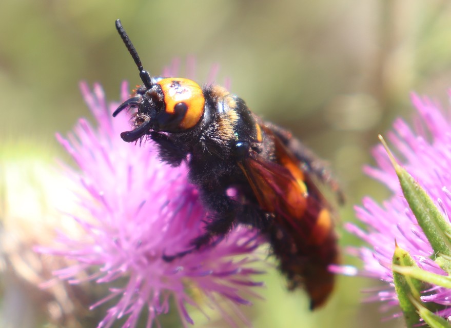 Megascolia maculata - óriás-tőrösdarázs