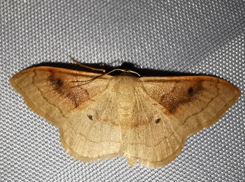 Idaea rubraria - vörössávos araszoló