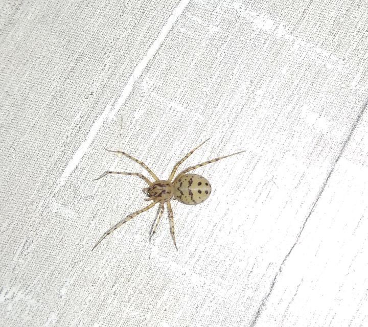 Scytodes thoracica - közönséges csupaszpók