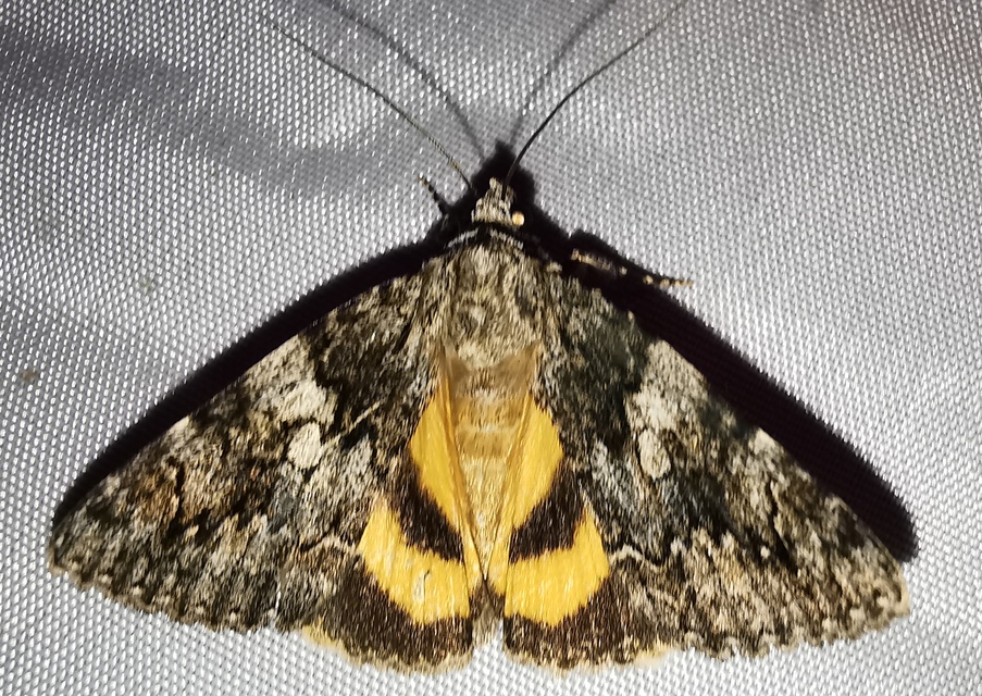Catocala diversa - kőrisfa-övesbagoly