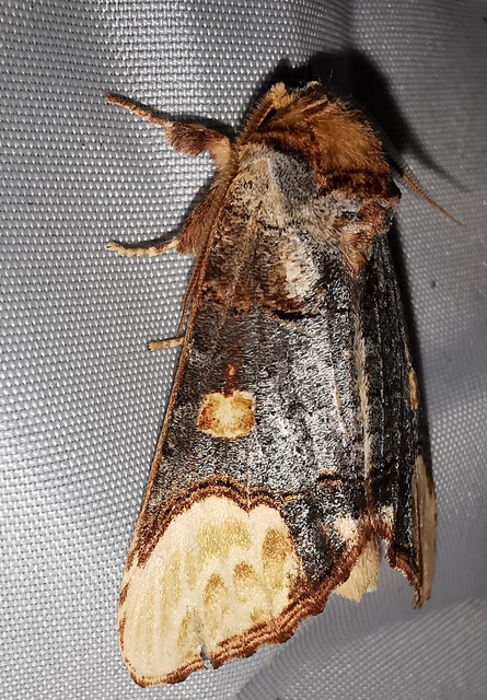 Phalera bucephaloides - magyar púposszövő