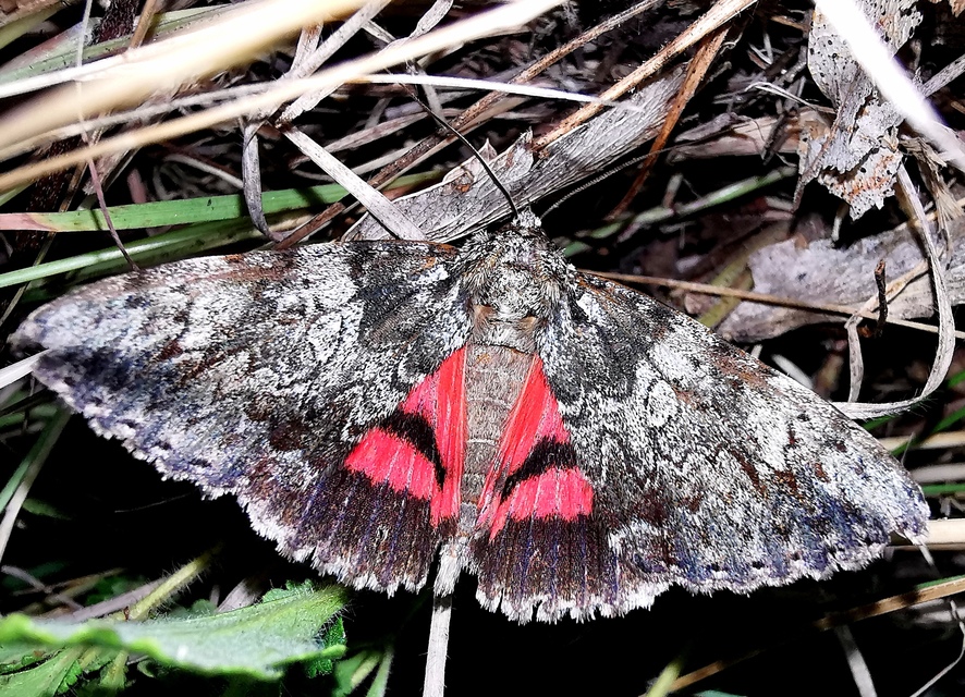 Catocala promissa - kis tölgyfa-övesbagoly