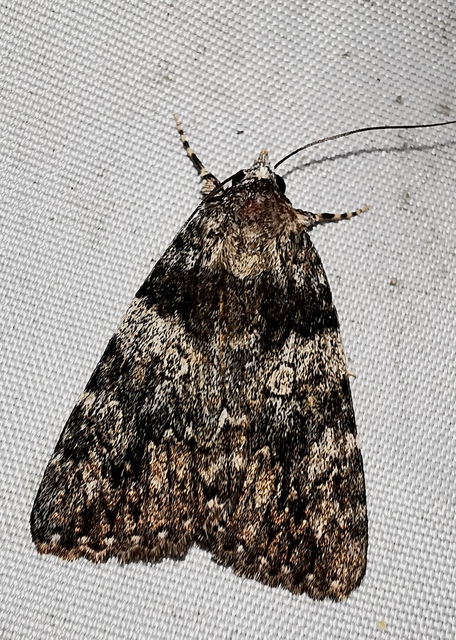 Catocala diversa - kőrisfa-övesbagoly
