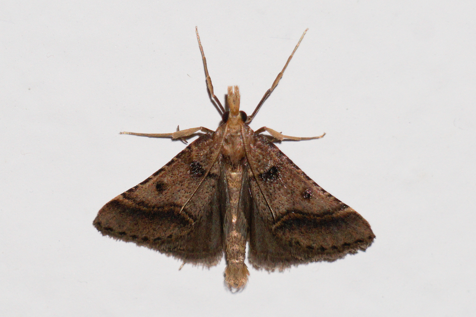 Stemmatophora brunnealis - barna fényilonca