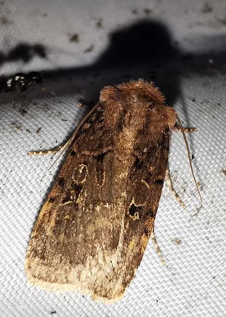 Chersotis rectangula - barna földibagoly
