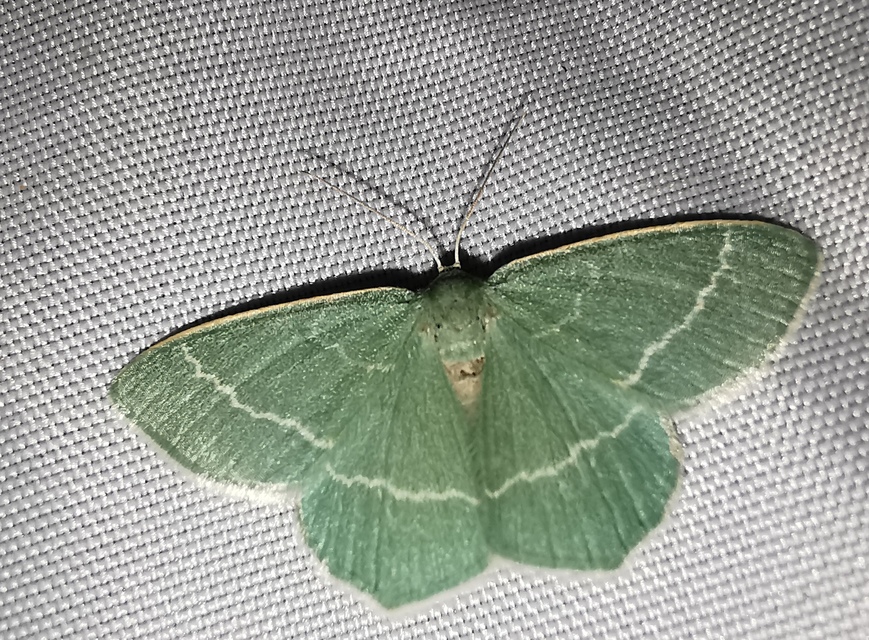 Chlorissa viridata - üdezöld araszoló