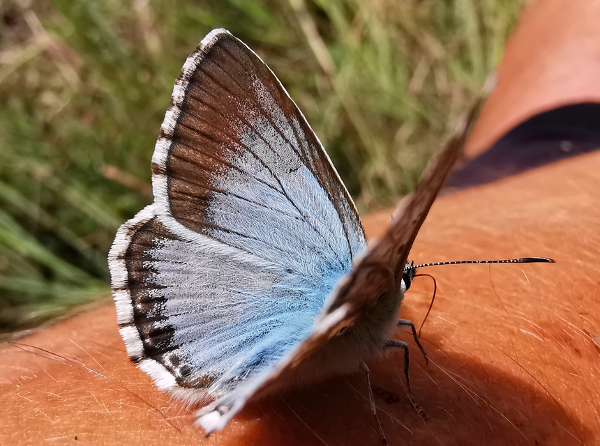 Polyommatus coridon - ezüstkék boglárka