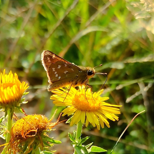 Hesperia comma - vesszős busalepke