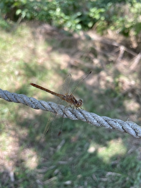 Sympetrum meridionale - fakó katona-szitakötő