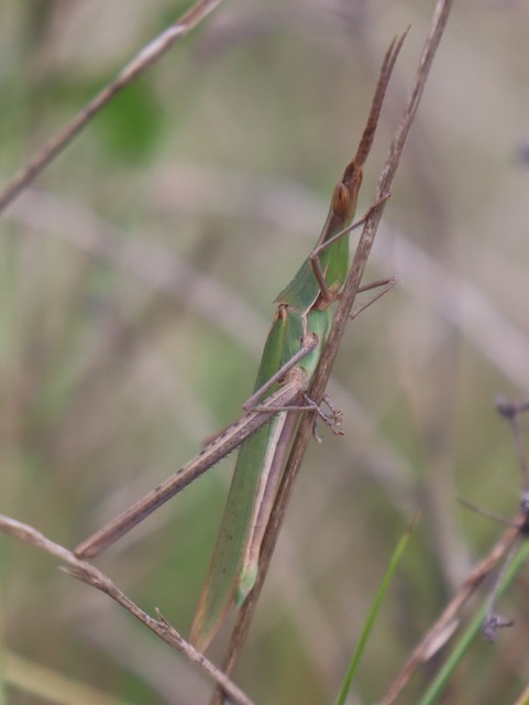 Acrida ungarica - sisakos sáska