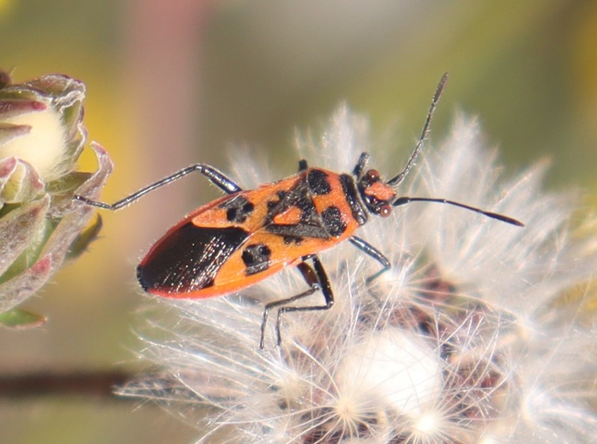 Corizus hyoscyami - piros karimáspoloska