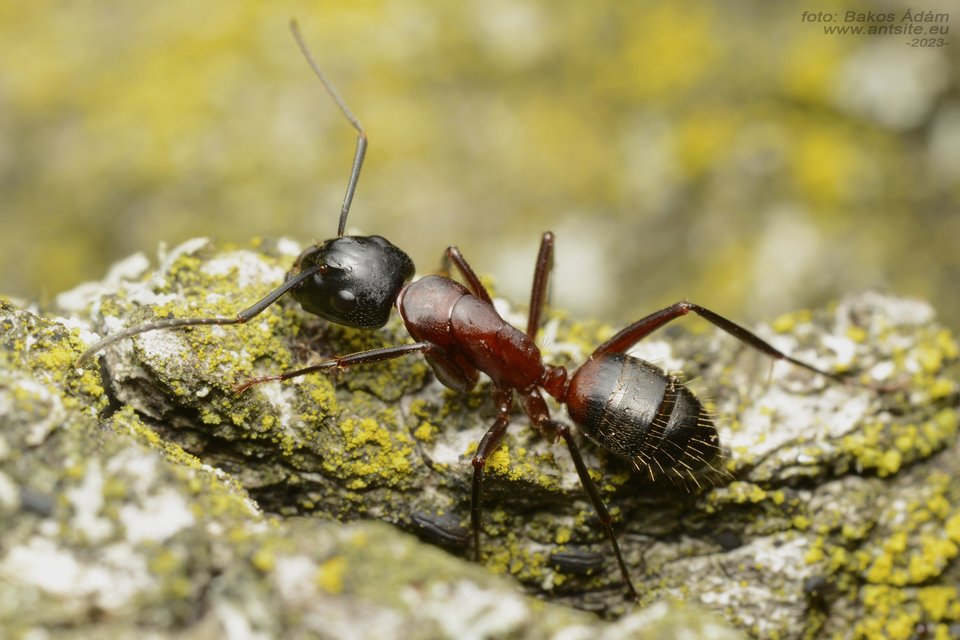 Camponotus ligniperda - faodvasító lóhangya