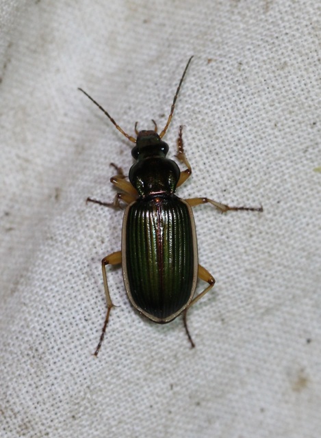 Chlaenius spoliatus - csupasz bűzfutó