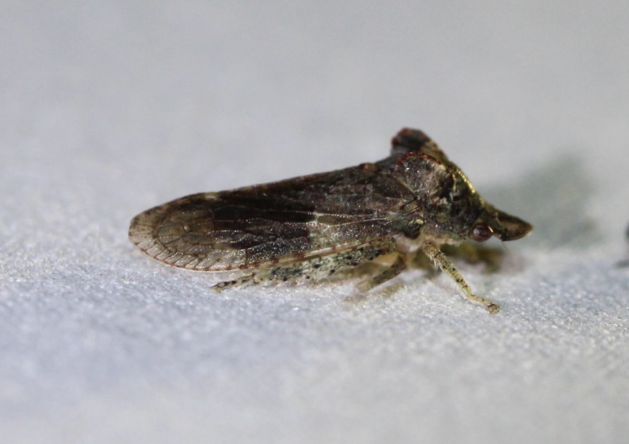 Ledra aurita - füleskabóca