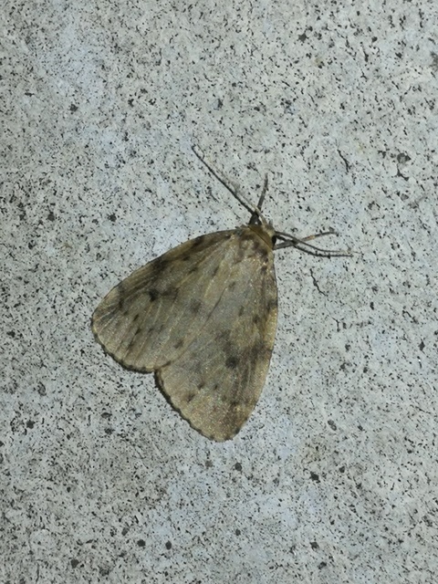 Thumata senex - mocsári medvelepke