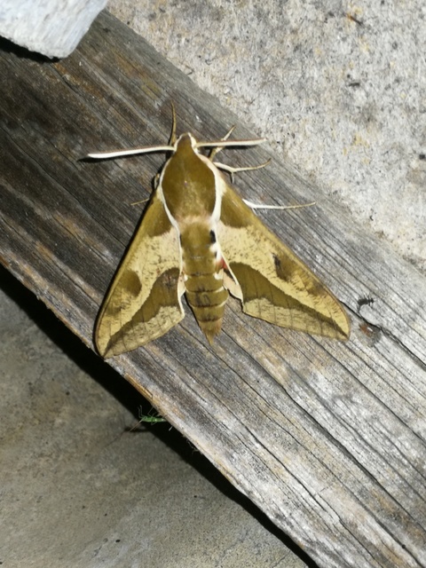 Hyles euphorbiae - kutyatejszender