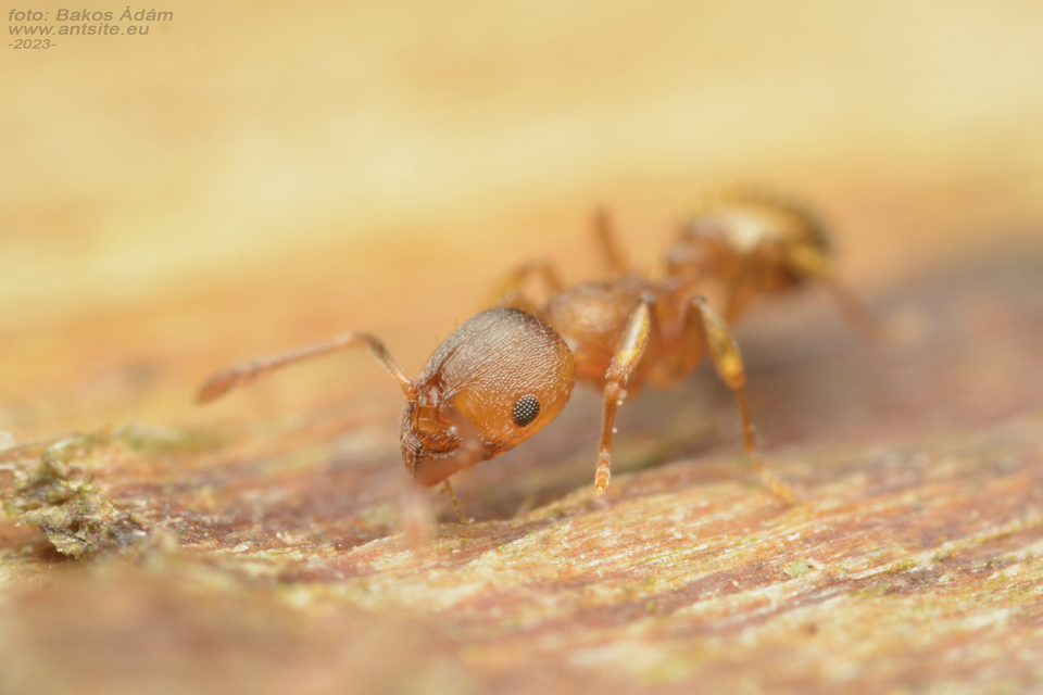 Temnothorax crassispinus - gubacslakó kéreghangya