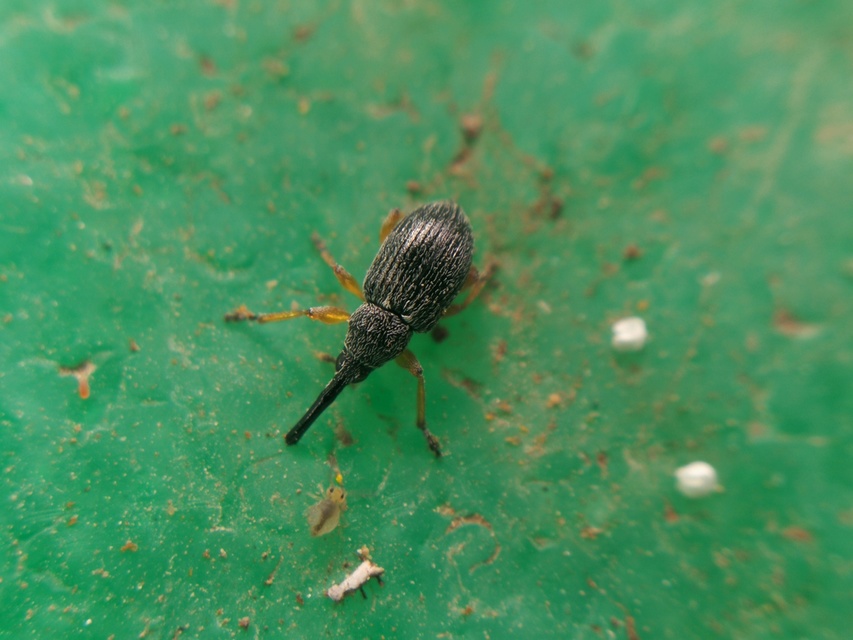 Pseudapion fulvirostre - fehérmályva-cickányormányos Pseudapion fulvirostre - fehérmályva-cickányormányos