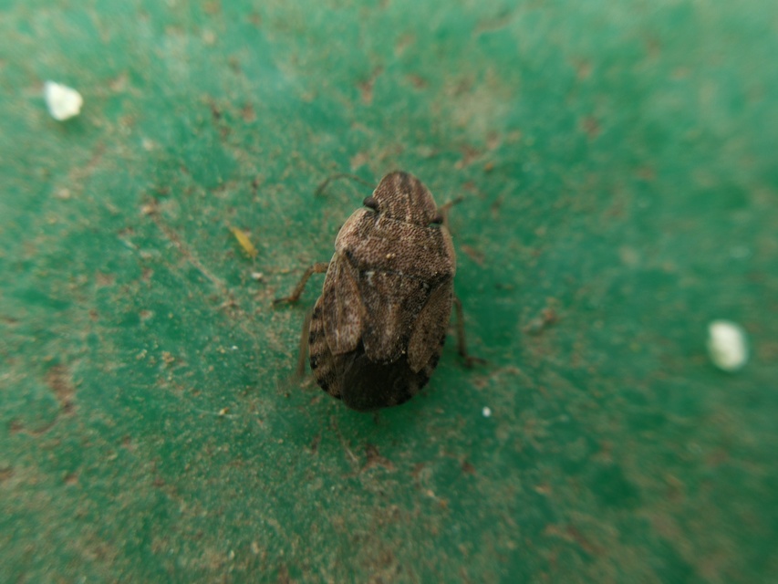 Sciocoris Sciocoris