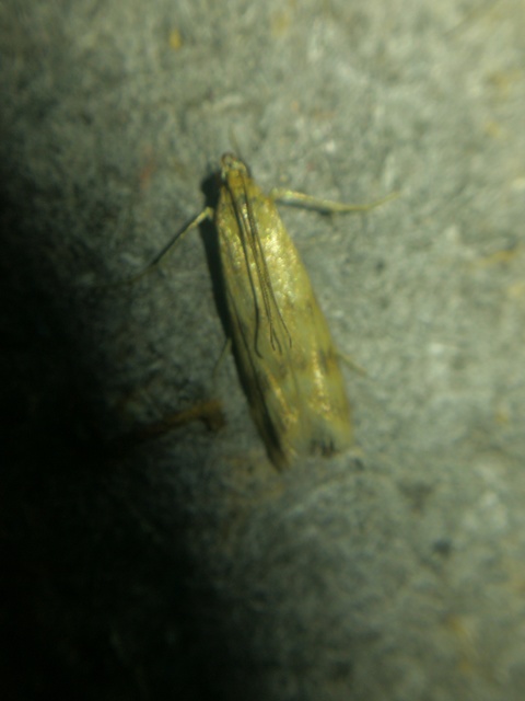 Homoeosoma sinuella - agyagsárga karcsúmoly