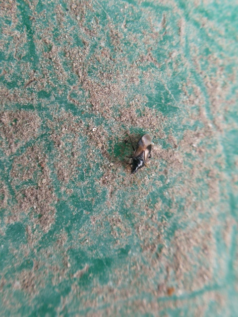 Anthocoridae - virágpoloskák Anthocoridae - virágpoloskák