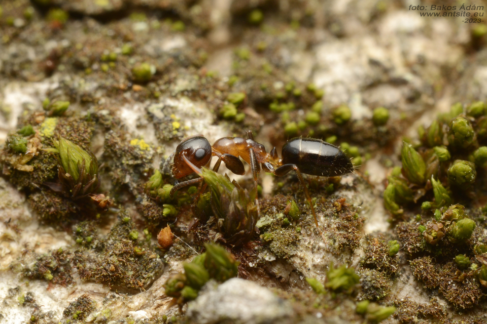 Colobopsis truncata - kapushangya