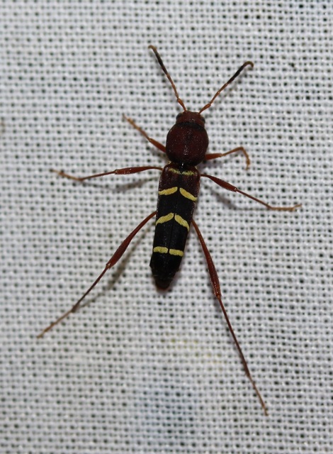 Neoclytus acuminatus - amerikai darázscincér