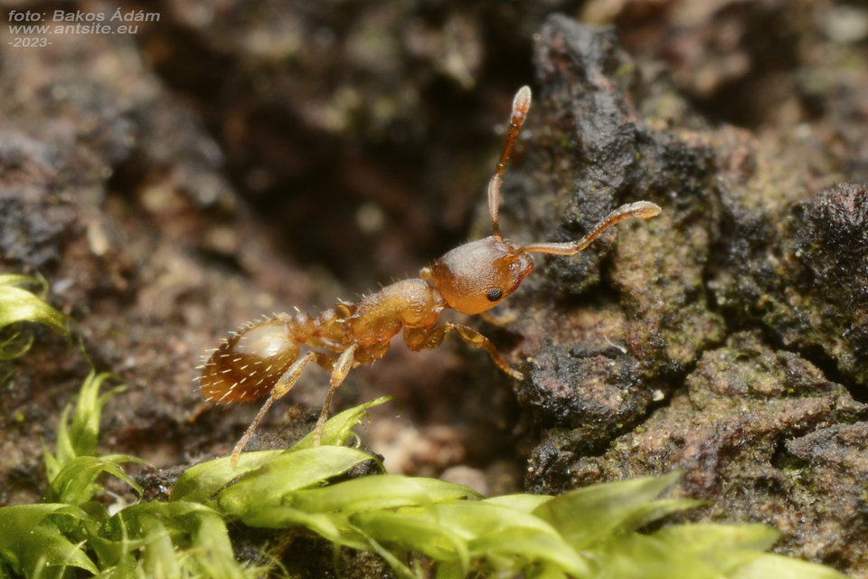 Temnothorax crassispinus - gubacslakó kéreghangya