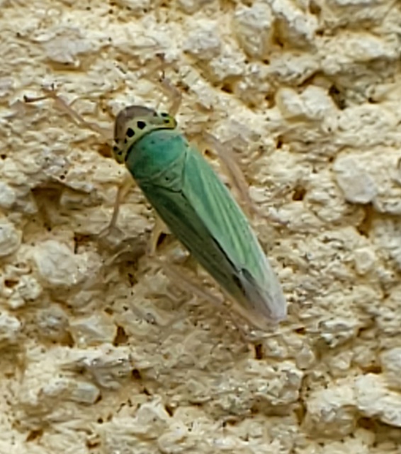 Cicadella viridis - méregzöld kabóca