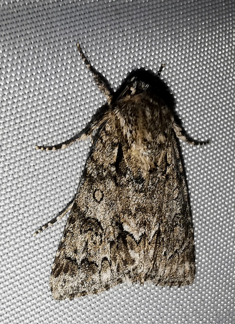 Acronicta auricoma - aranyos szigonyosbagoly