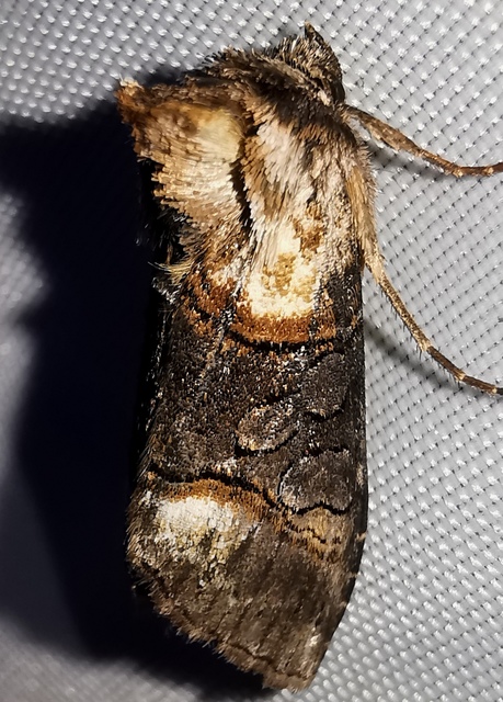 Abrostola asclepiadis - barnaövű csalánbagoly
